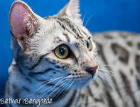 Bengal silber rosetted